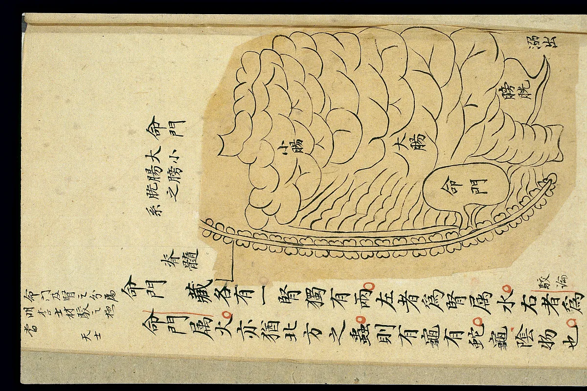 Chinese internal visualisation chart marking the location of the mingmen, the "gate of life", between the kidneys.